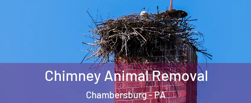  Chimney Animal Removal Chambersburg - PA