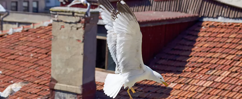 Residential Chimney Animal Removal Solution in Chambersburg, PA